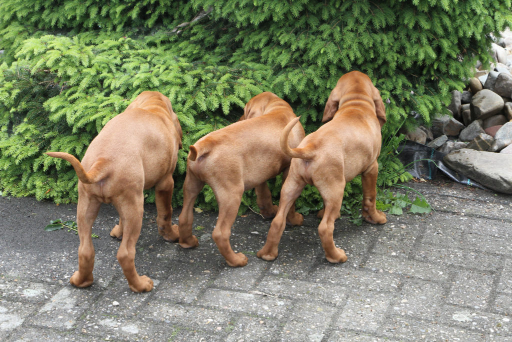 Vizsla Pups