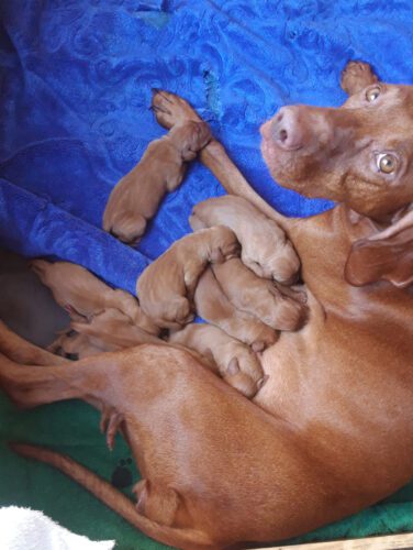 Vizsla Pups Noortje